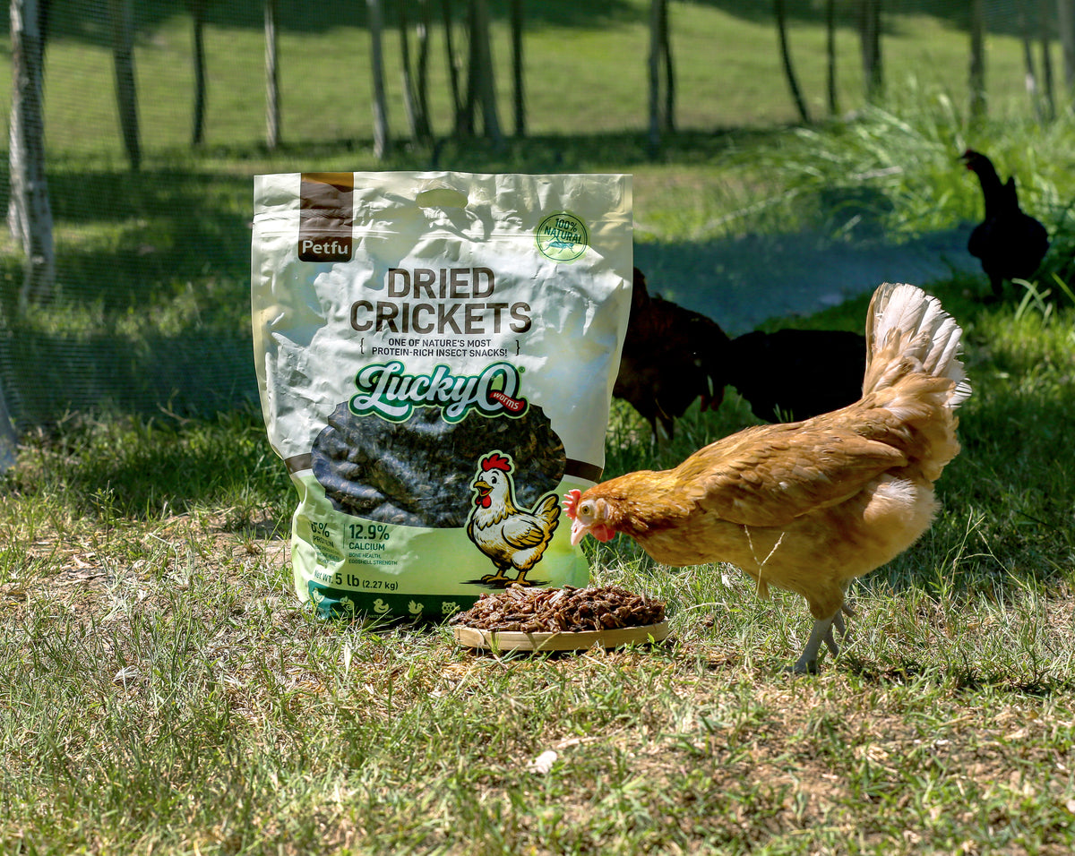 dried crickets most protein rich insect snacks