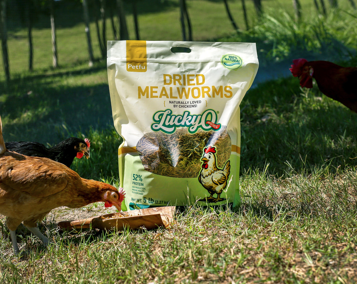 dried mealworms high protein