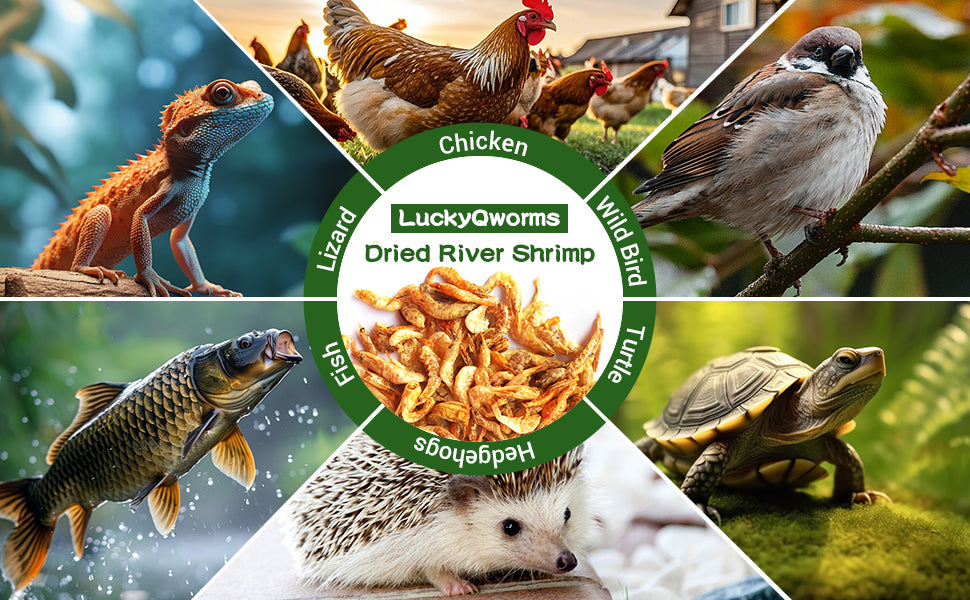 LuckyQworms 5lbs River Shrimp High-Protein Freeze Dried River Shrimp for Chickens Hens Ducks Wild Birds Turtles